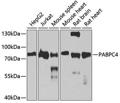 Anti-PABPC4 Rabbit pAb
