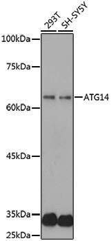 Anti-ATG14 Rabbit pAb