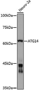 Anti-ATG14 Rabbit pAb
