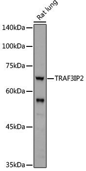 Anti-TRAF3IP2 Rabbit pAb