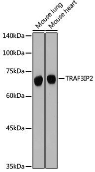 Anti-TRAF3IP2 Rabbit pAb