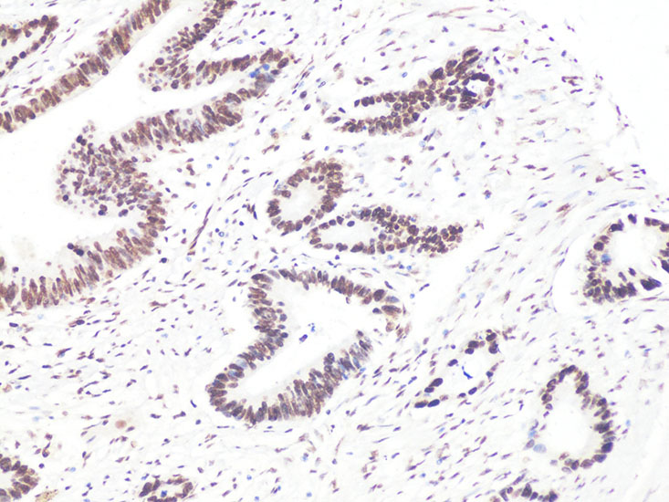 Anti-Bcl9 Rabbit pAb