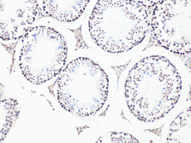 Anti-Bcl9 Rabbit pAb