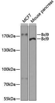 Anti-Bcl9 Rabbit pAb