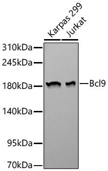Anti-Bcl9 Rabbit pAb