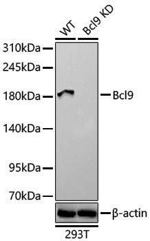 Anti-Bcl9 Rabbit pAb