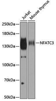 Anti-NFATC3 Rabbit pAb