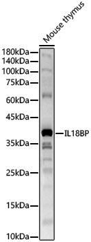 Anti-IL18BP Rabbit pAb