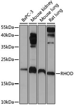 Anti-RHOD Rabbit pAb