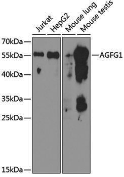 Anti-AGFG1 Rabbit pAb