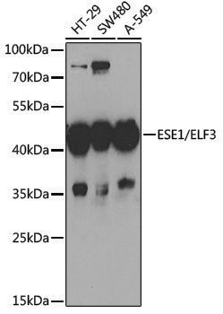 Anti-ESE1/ELF3 Rabbit pAb