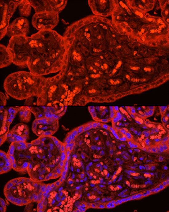 Anti-ATG9B Rabbit pAb
