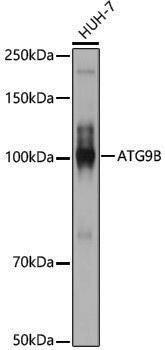 Anti-ATG9B Rabbit pAb