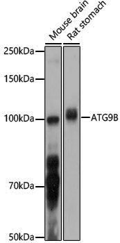 Anti-ATG9B Rabbit pAb
