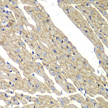 Anti-delta-sarcoglycan Rabbit pAb