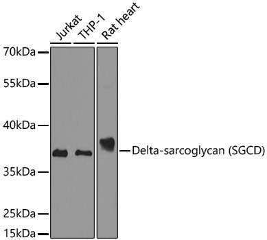Anti-delta-sarcoglycan Rabbit pAb