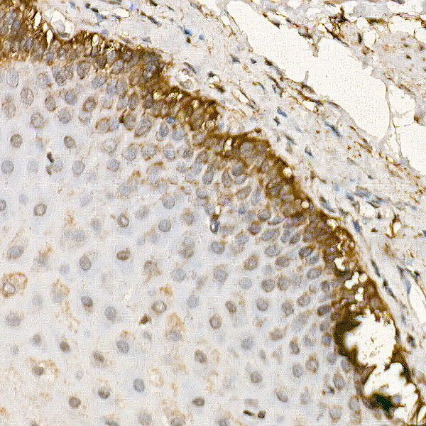 Anti-TRAF4 Rabbit pAb