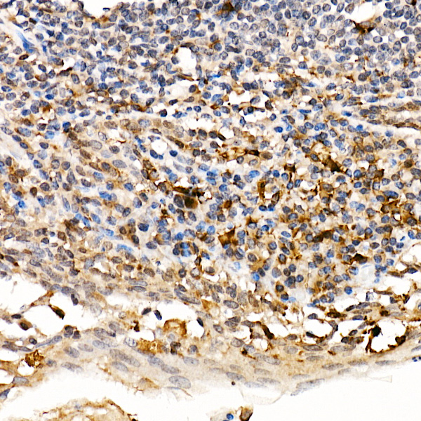 Anti-TRAF4 Rabbit pAb