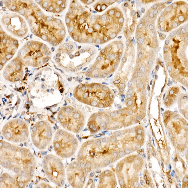 Anti-TRAF4 Rabbit pAb