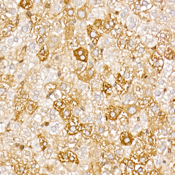 Anti-TRAF4 Rabbit pAb