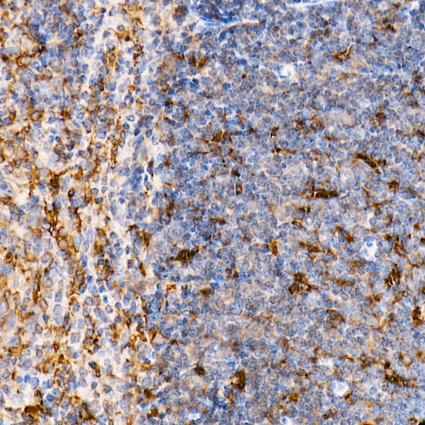 Anti-TRAF4 Rabbit pAb
