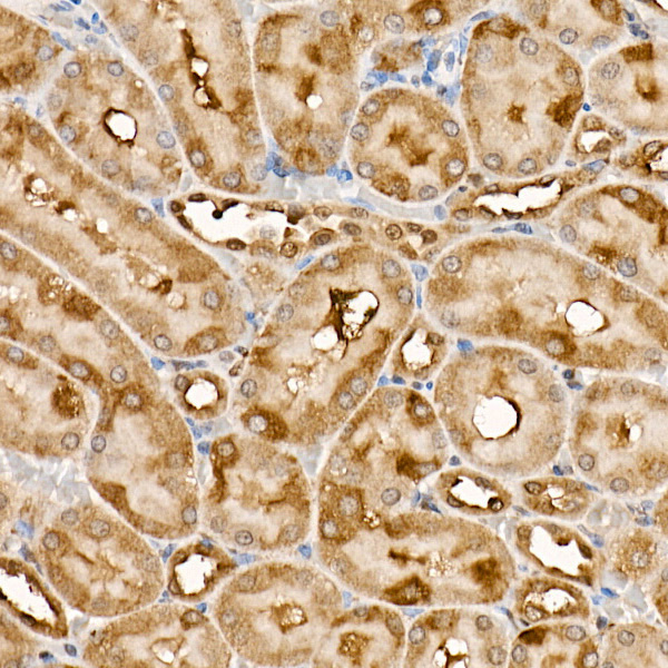 Anti-TRAF4 Rabbit pAb