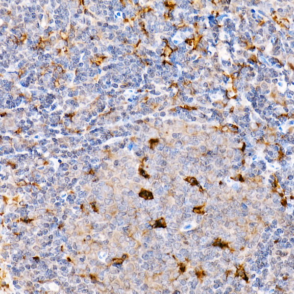 Anti-TRAF4 Rabbit pAb