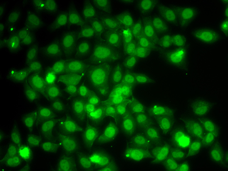 Anti-TRAF4 Rabbit pAb