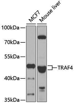 Anti-TRAF4 Rabbit pAb
