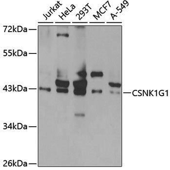 Anti-CSNK1G1 Rabbit pAb