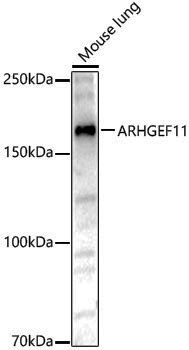 Anti-ARHGEF11 Rabbit pAb
