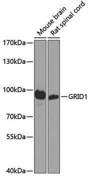 Anti-GRID1 Rabbit pAb