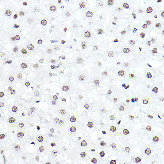 Anti-ELF5 Rabbit pAb