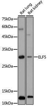 Anti-ELF5 Rabbit pAb