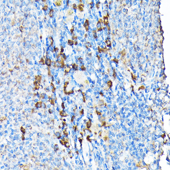 Anti-ETFA Rabbit pAb