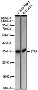Anti-ETFA Rabbit pAb