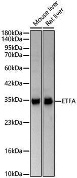 Anti-ETFA Rabbit pAb