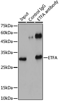 Anti-ETFA Rabbit pAb