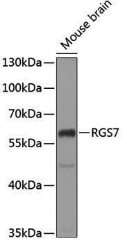 Anti-RGS7 Rabbit pAb