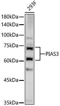 Anti-PIAS3 Rabbit pAb