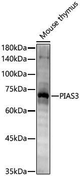 Anti-PIAS3 Rabbit pAb
