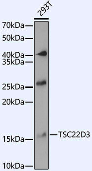 Anti-TSC22D3 Rabbit pAb