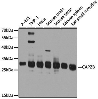 Anti-CAPZB Rabbit pAb
