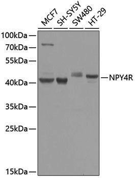 Anti-NPY4R Rabbit pAb