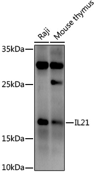 Anti-IL21 Rabbit pAb