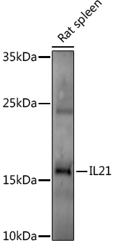 Anti-IL21 Rabbit pAb