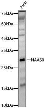 Anti-NAA60 Rabbit pAb