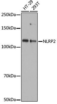 Anti-NLRP2 Rabbit pAb