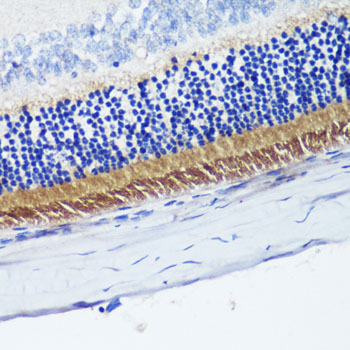 Anti-PDE6B Rabbit pAb