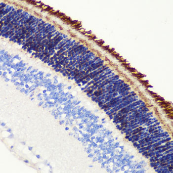 Anti-PDE6B Rabbit pAb